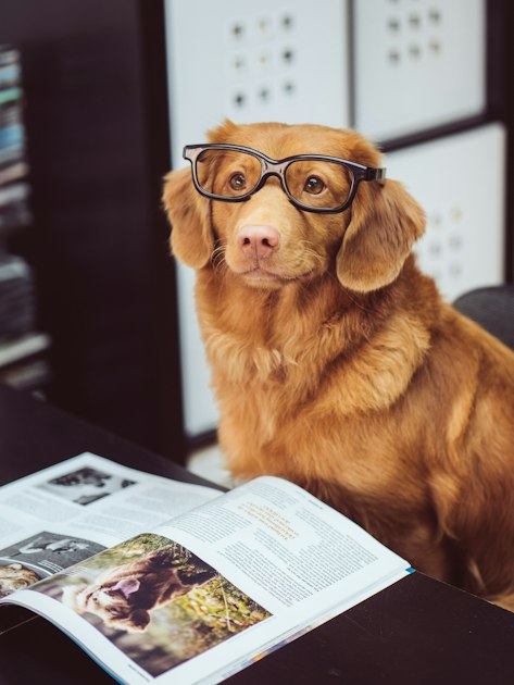 Common Pet Health Issues