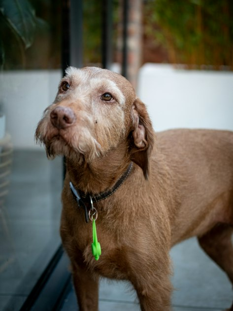The Importance of Regular Vet Visits