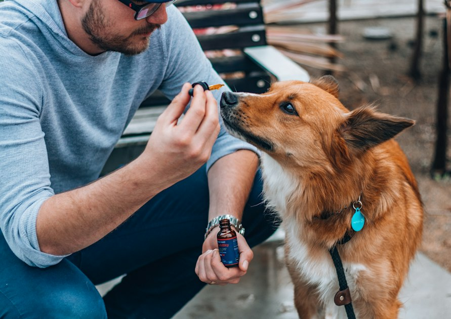 Understanding Pet Behavior