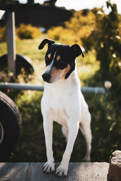 Emergency Care for Pets