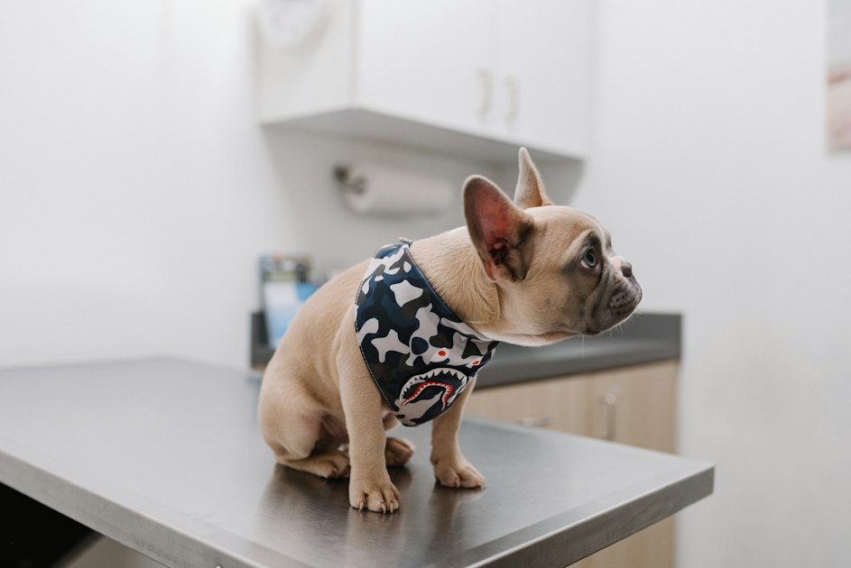 Understanding Pet Vaccinations